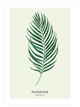 Palmaceae - Art Print